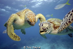 Two turtles having a laugh. Great Barrier Reef; by Troy Mayne 